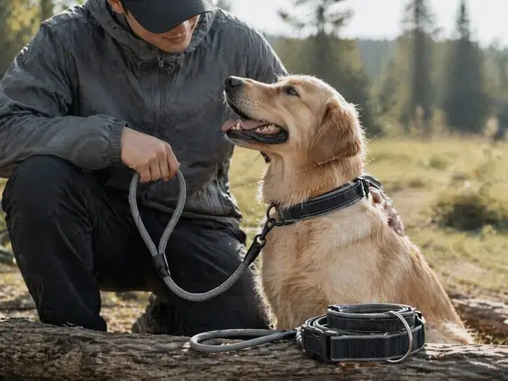 training leash & collar