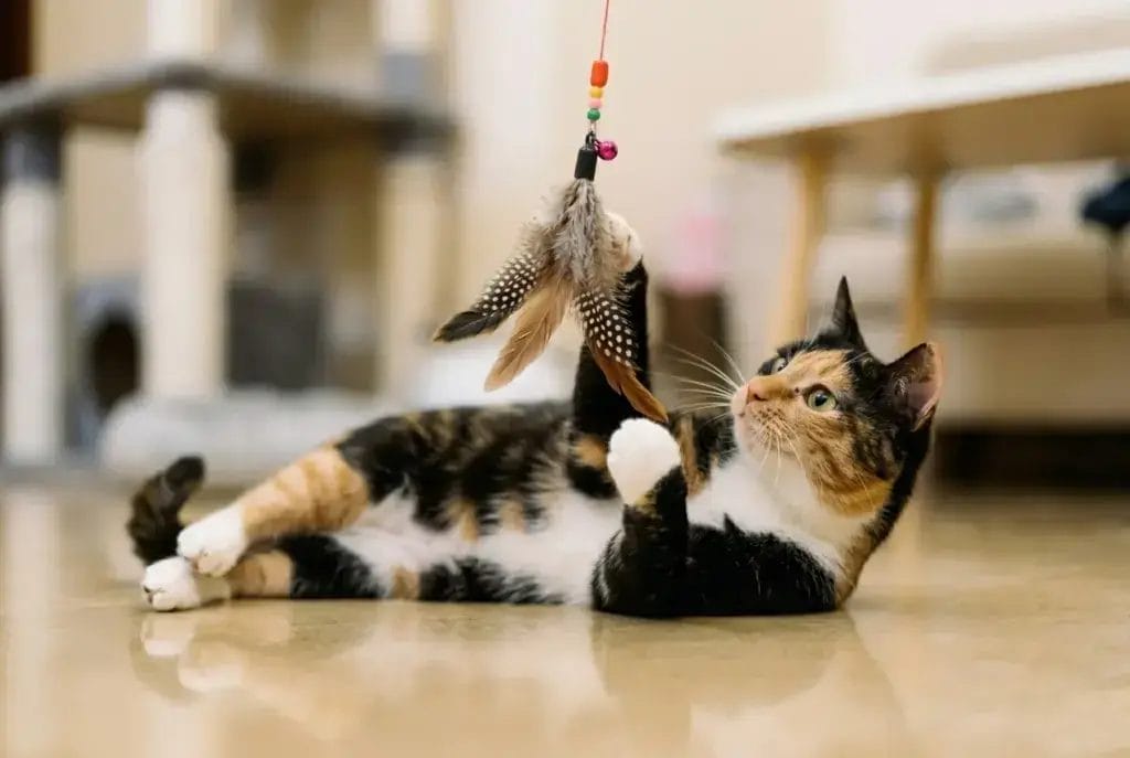 Cat toys, OEM pet toy manufacturing