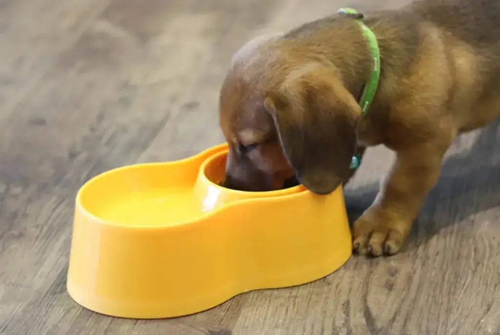 Custom pet food and water bowls for OEM manufacturing