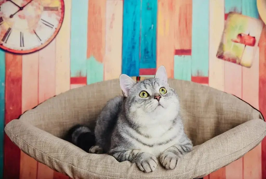 Coordinated pet furniture collection, OEM/ODM
