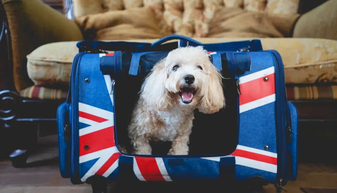 Pet stroller OEM manufacturing — push-based outdoor mobility for extended travel